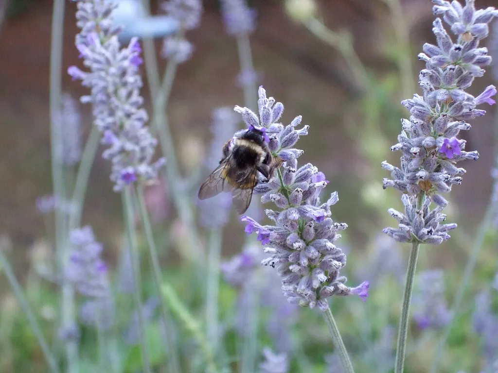Speyer, Landschaftsschutzgebiet "Im Kirchengrün". Hummel auf Lavendelblüte. This is a picture of the protected area listed at WDPA under the ID 390113
