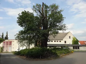 Naturdenkmal Stieleiche