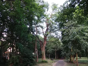 Schein-Akazie