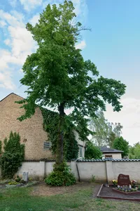 Naturdenkmal Linde Kirchhof, östlich der Kirche in Groß Kreutz (Havel)