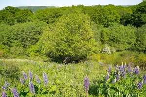 LSG Naturpark Eggegebirge und Teutoburger Wald