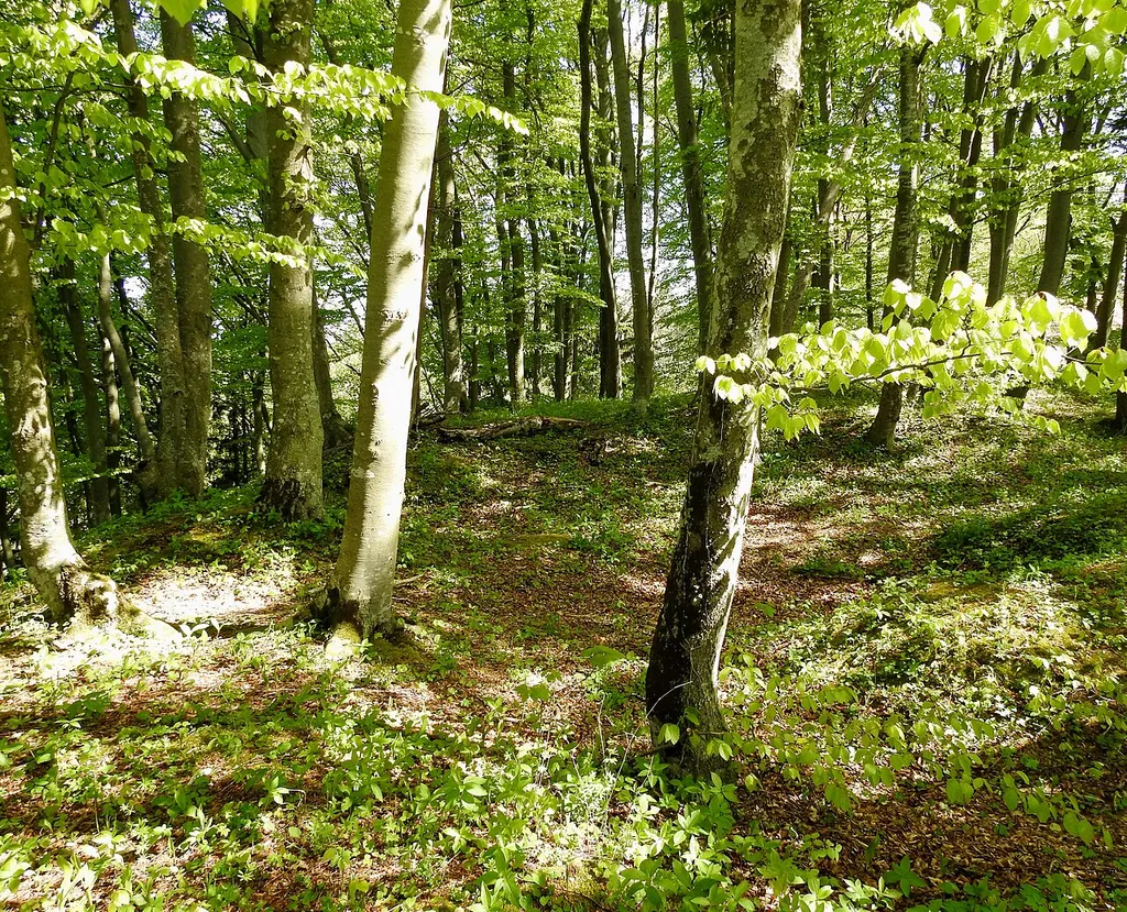 Herrsching am Ammersee, OT Widdersberg. Das Plateau des Burgstalls Widdersberg. LSG „Westlicher Teil des Landkreises Starnberg“ (LSG-00542.01).