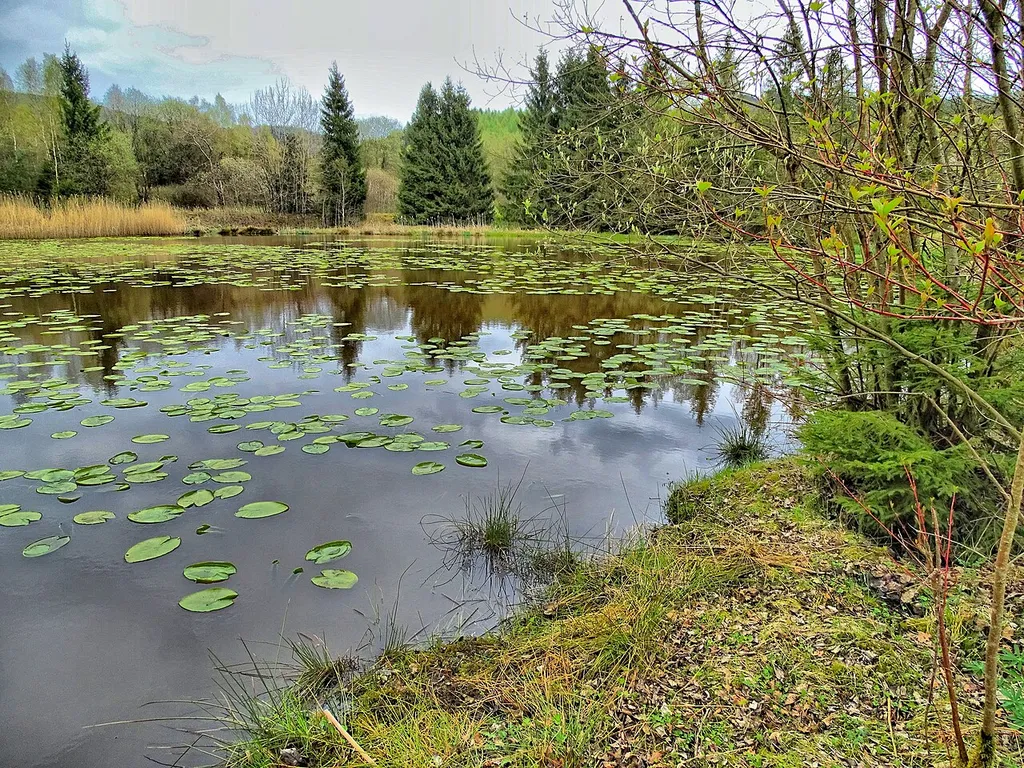 Gruben Weiher auf dem ehemaligen Grubengelände Littfeld bei Kreuztal (Naturschätze Südwestfalens), Naturschutzgebiet „Grubengelände und Wälder bei Burgholdinghausen“ (NSG SI-017)