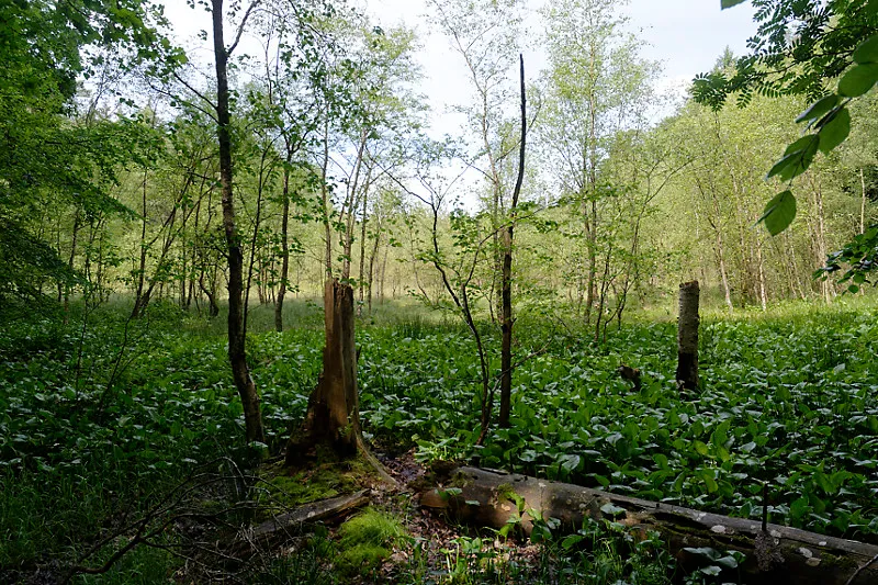 Baaler Moor