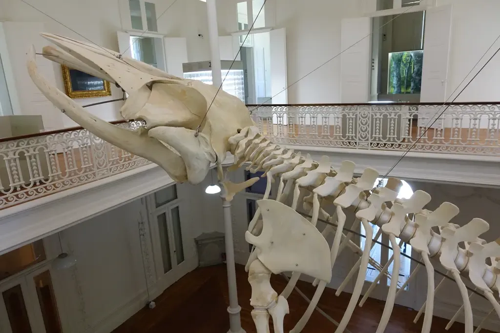 Museum of Natural History and Science of the University of Porto