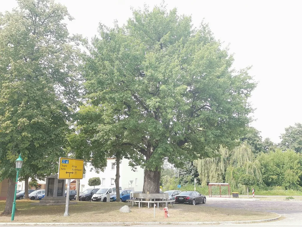 Als Naturdenkmal geschützte Stieleiche in Märkisch Buchholz hinter der Kirche