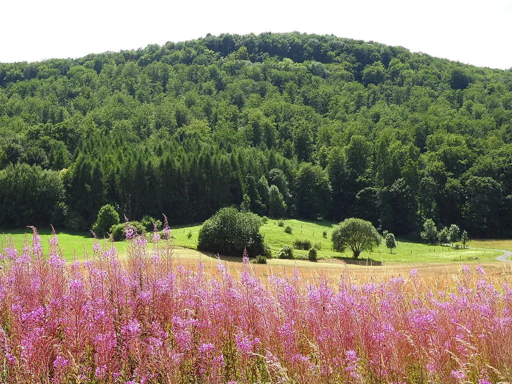 Die Graburg im nordhessischen Ringgau. Im Vordergrund blühende Schmalblättrige Weidenröschen. Die Graburg ist ein Bergstock aus Muschelkalk, der über einem Sockel aus Oberem Buntsandstein, der Röt genannt wird, liegt. Naturnahe Kalkbuchenwälder, Felsen und Bergstürze prägen das Gebiet in besonderer Weise. Wegen ihrer landschaftlichen Schönheit und Eigenart sowie ihrer Bedeutung als Lebensraum für seltene und bestandsgefährdete Tier- und Pflanzenarten wurde die Graburg in dem Jahr 1915 als Naturdenkmal und ab Mai 1965 als Naturschutzgebiet unter besonderen Schutz gestellt. Als Wuchsort seltener Pflanzengesellschaften und aufgrund ihres außergewöhnlichen floristischen Reichtums wird die Graburg zu den bedeutendsten Naturschutzgebieten in Hessen gezählt. Die hier vorhandenen zahlreichen Vegetationseinheiten, die in großer Vielfalt und einer charakteristischen Abfolge vorkommen, gelten als wertvoll für Forschung und Lehre. Als besonders schutzwürdig werden auch die orchideenreichen Kalkmagerrasen, der hessenweit größte Eibenbestand, die großen Bergstürze mit ihren Blaugrashalden sowie die zahlreichen Höhlen in den Felsbereichen als Winterquartiere für gefährdete Fledermausarten angesehen.