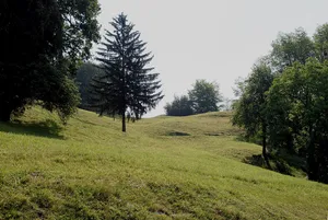 Turmhügel und Burgstelle Bischofegg