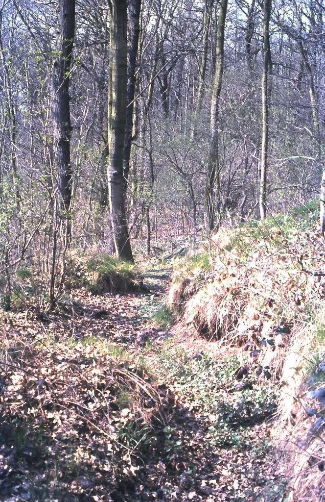 Rest der alten Burg im Nörvenicher Wald