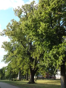 Naturdenkmal Linde