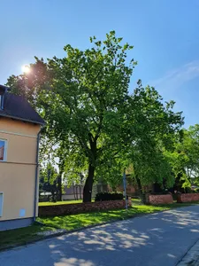 Naturdenkmal Stieleiche 2 auf dem Friedhof "Steinkirchen" in Lübben