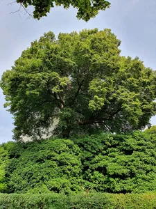 Lime tree in the churchyard Mutzschen