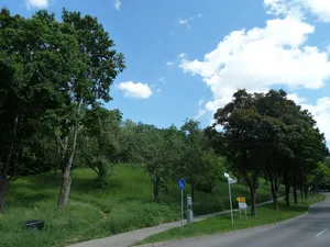 Burgstall mit Baumgruppe
