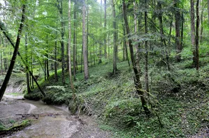 Schmalegger und Rinkenburger Tobel