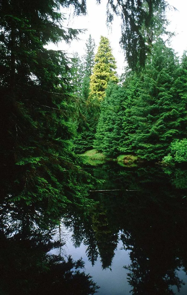 Sitka Spruce Picea sitchensis, the Kiidk'yaas "Golden Spruce" tree in 1984. Queen Charlotte Islands, British Columbia, Canada.