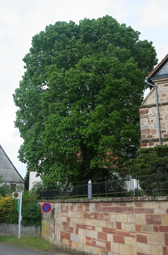 Kirchenlinde (Naturdenkmal 14-018) in Korbach-Meineringhausen neben der Kirche in Meineringhausen.