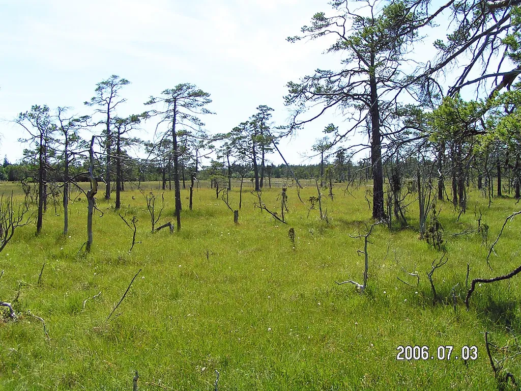 A swamp area in the Kallgatburg nature reserve, Gotland, Sweden, July 2006.