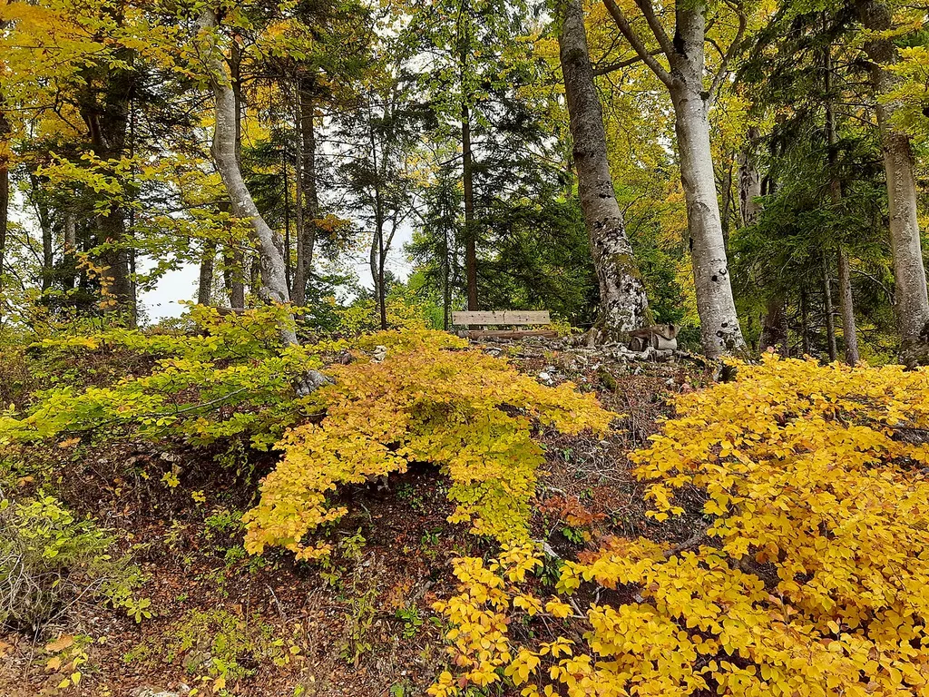 Im Herbstwald