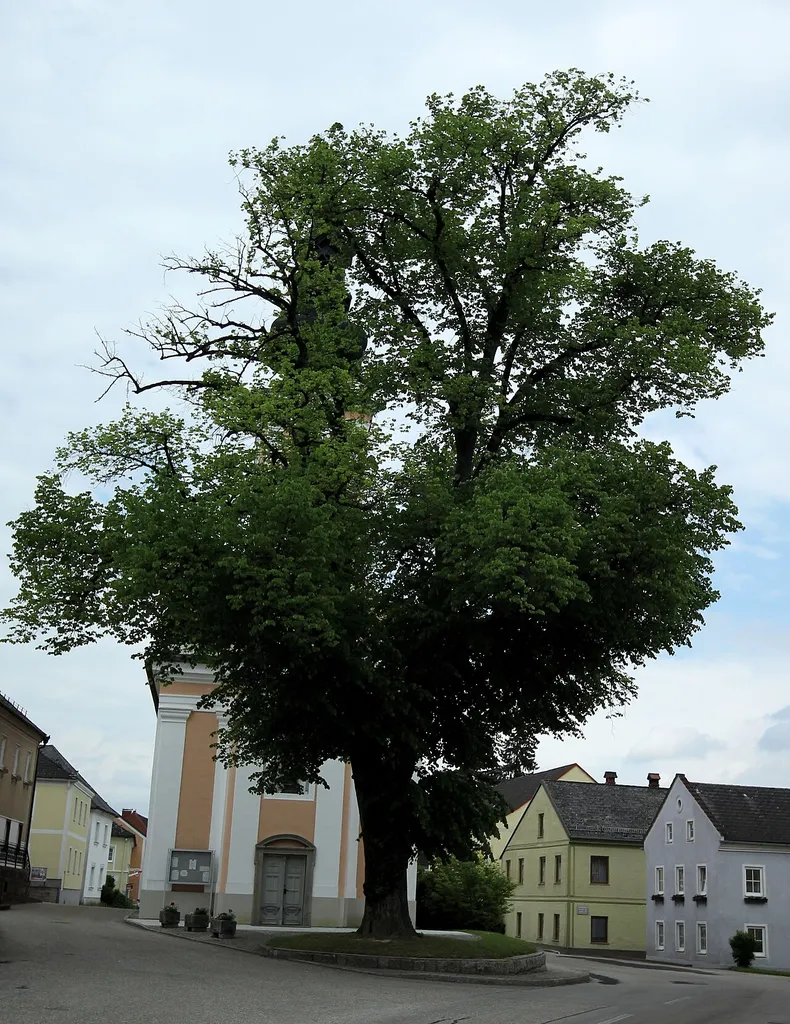 This media shows the natural monument in Upper Austria with the ID nd524.
