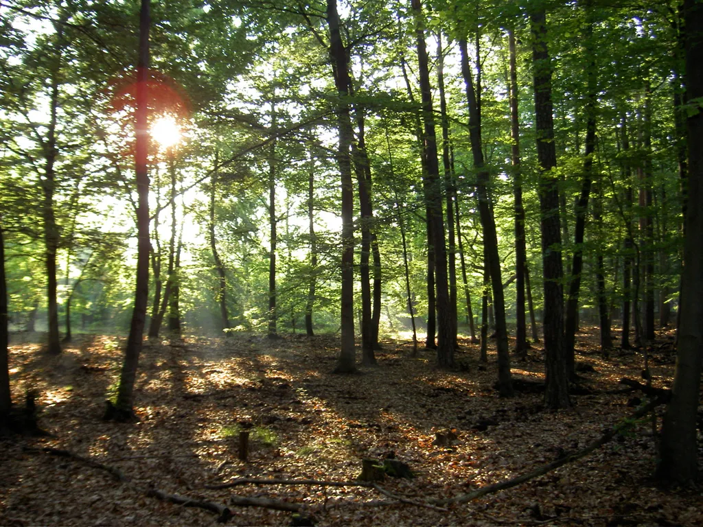 Rotbuchen in der Glücksburger Heide