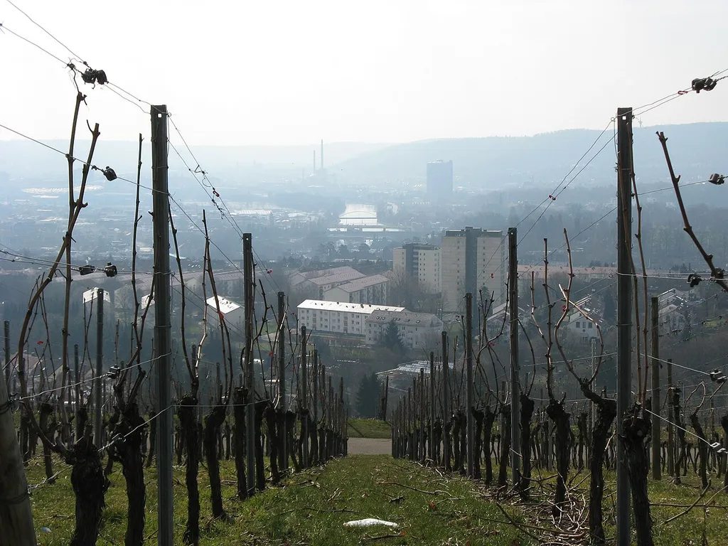 Weinberg am Burgholzhof mit Blick auf Stuttgart und den Neckar; Landschaftsschutzgebiet „Weinberg- und Obsthänge rings um den Burgholzhof“ (LSG 1.11.014)