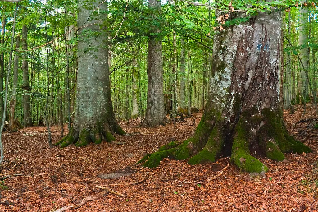 Nationalpark Bayerischer Wald