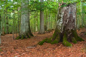 Nationalpark Bayerischer Wald