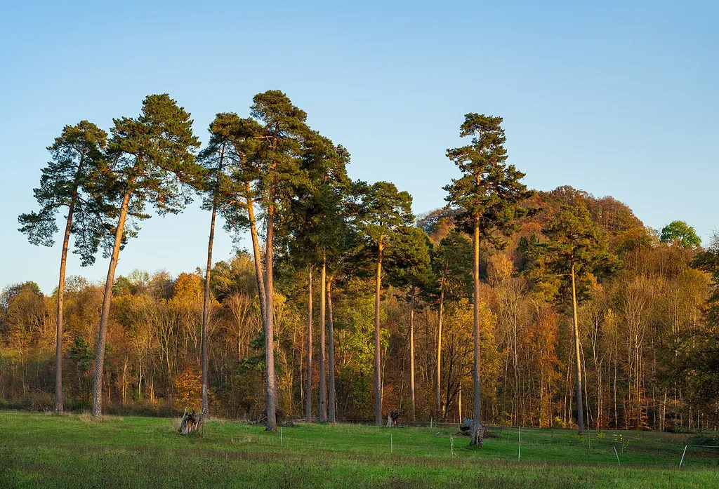 Malerische Kiefern auf einer Wiese nördlich der Jungviehweide zwischen Oberstenfeld und Großbottwar; im Hintergrund der Wald am Westhang des Forstkopfs (oft auch „Forstberg“ genannt). Aufnahme an einem Herbstabend mit Abendsonne.Das gesamte sichtbare Gelände gehört zum Landschaftsschutzgebiet „Wunnenstein, Forstberg und Köchersberg mit angrenzenden Gebieten“ im Landkreis Ludwigburg (Schutzgebiets-Nr. 1.18.073, WDPA-ID 325952).