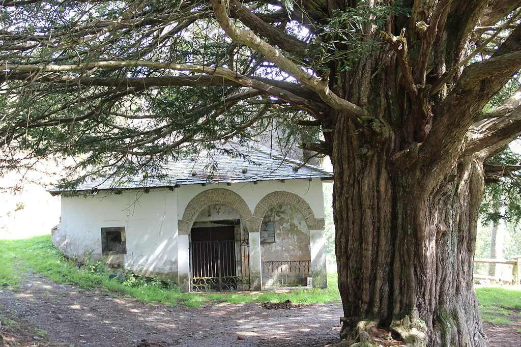 Field of Church of Santa Coloma (Allande). Church and yew tree.