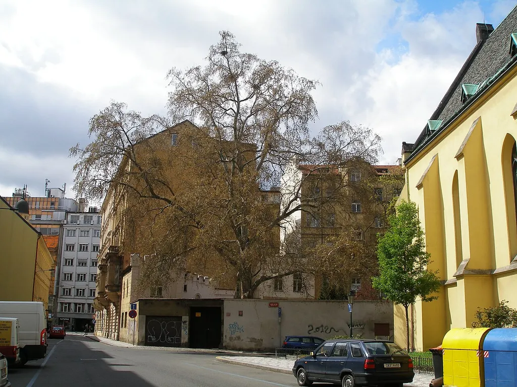 Platanus × hispanica near Church of Saint Kliment in Prague.