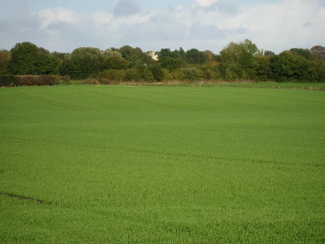 Towards Reymerston Church Looking from close to Calveley Hall , the tower of Reymerston Church is visible above the trees.