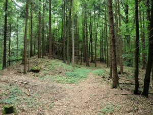 Burgstall Hagfelsen