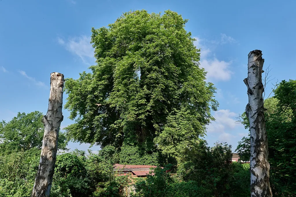 Natural monument Balkan-Rosskastanie Kolonie Burgwallschanze.