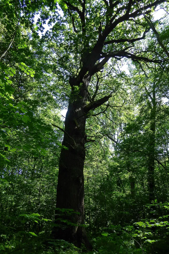 Natural monument Quercus robur Misburger Wald ND-H 220