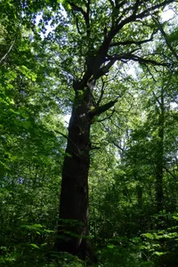 Natural monument Quercus robur Misburger Wald ND-H 220