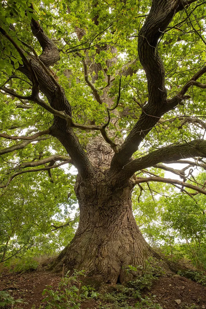 This image was uploaded as part of Wiki Loves Earth 2022.