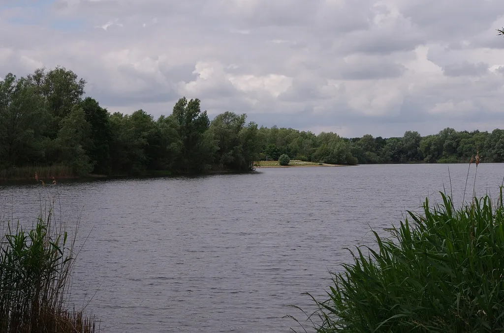Teichfledermaus Gewässer bei Nienburg/Weser