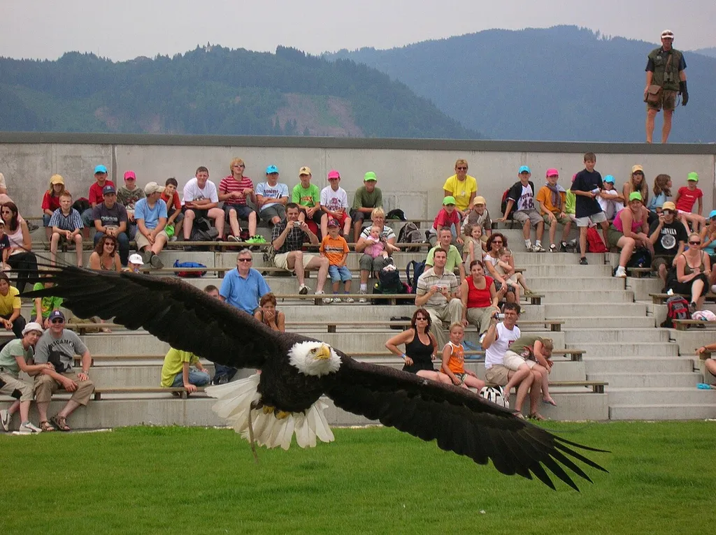 Weißkopfseeadler, Burg Landskron in Kärnten