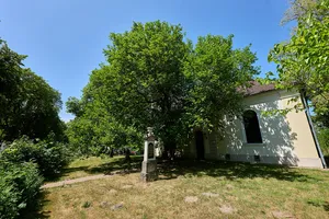 Weisse Maulbeere gegenüber Alt-Lübars 10, an der Dorfkirche