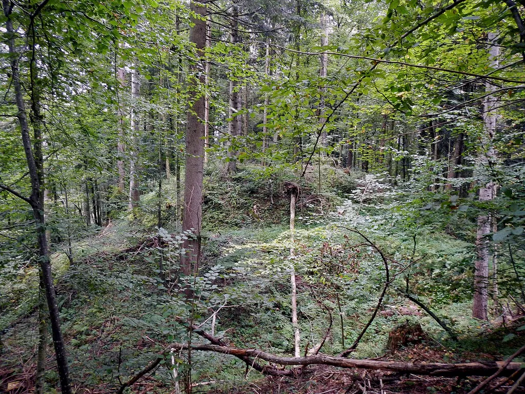 Gelände der Turmburg (Motte) Alt-Hollenegg, ca. 12., 13. Jahrhundert. An Resten sind noch einige Gräben. steile Böschungen und Hügel, der Kegelstumpf der Turmburg, ebene Geländestücke und Hinweise auf eine Regulierung des vorbeifließenden kleinen Baches erkennbar, Details sind nicht sichtbar, es stehen keine Mauern mehr. Das Gebiet ist ca. 100x100 m groß. Hier: Hügel der Turmburg