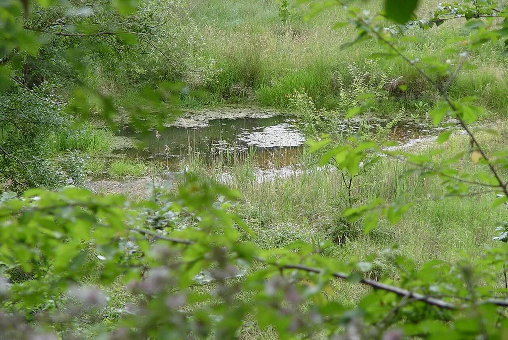 NSG00235 01, Altenbachgrund, pond on former Schweinheim LTA
