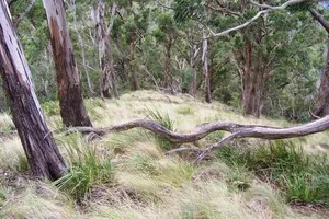 Mount Royal National Park