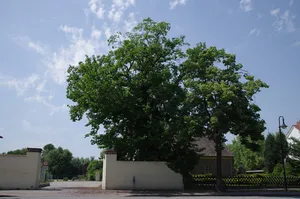 Naturdenkmal Weiße Maulbeere (Morus alba) (Baum) im Gutshof, SW Kirche; Flur 4, Flurstück 948 in Groß Machnow