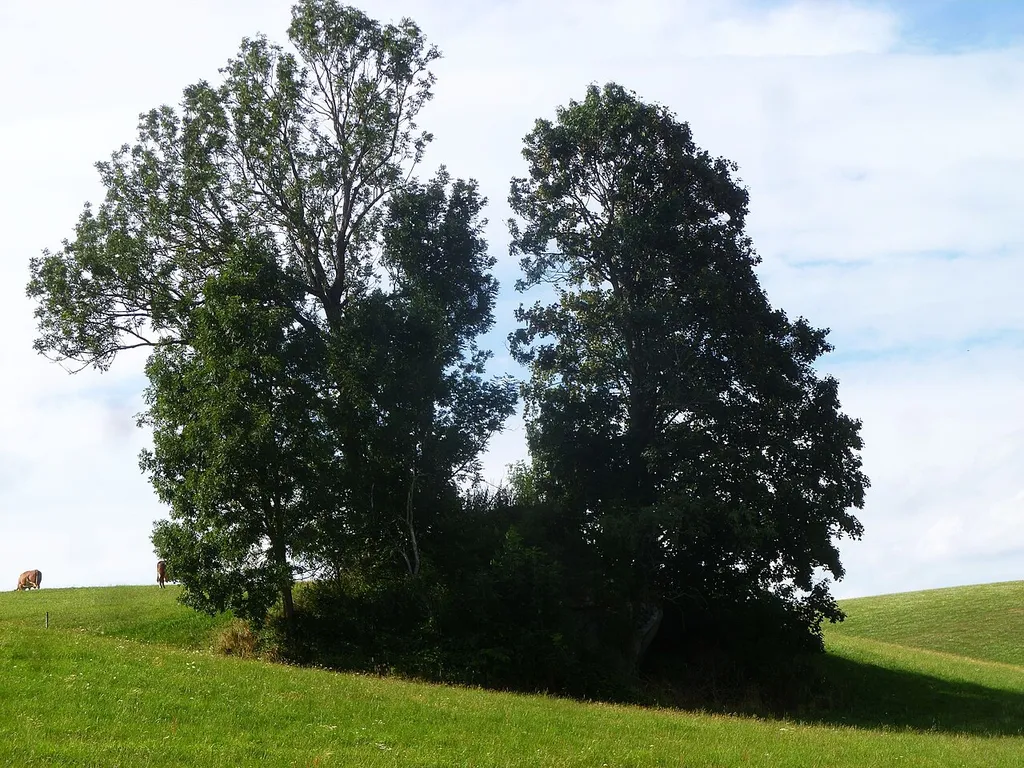 Burgstall Kühschlag