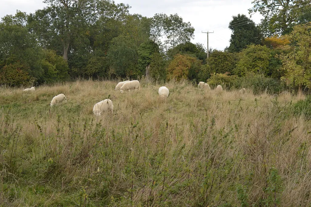 Maulden Church Meadow, a Site of Special Scientific Interest in Maulden in Bedfordshire