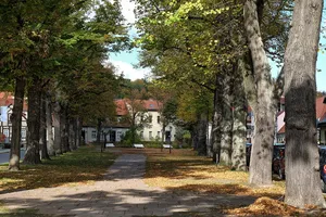 Avenue of large-leaved lime trees  in front of the church