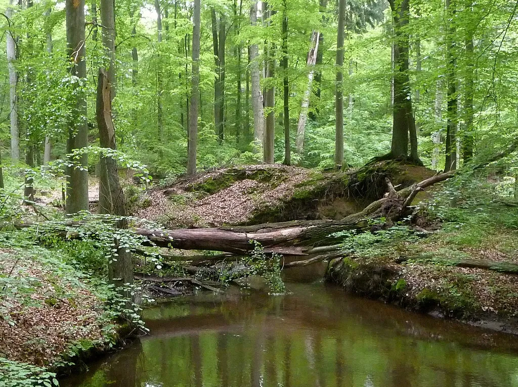 Hasenburger Mühlenbach nahe Häcklingen