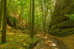 Wälder mit Schluchten zwischen Wartburg und Hohe Sonne