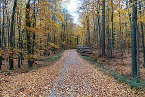Östlicher Teutoburger Wald