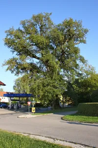Eiche von Hochburg-Ach